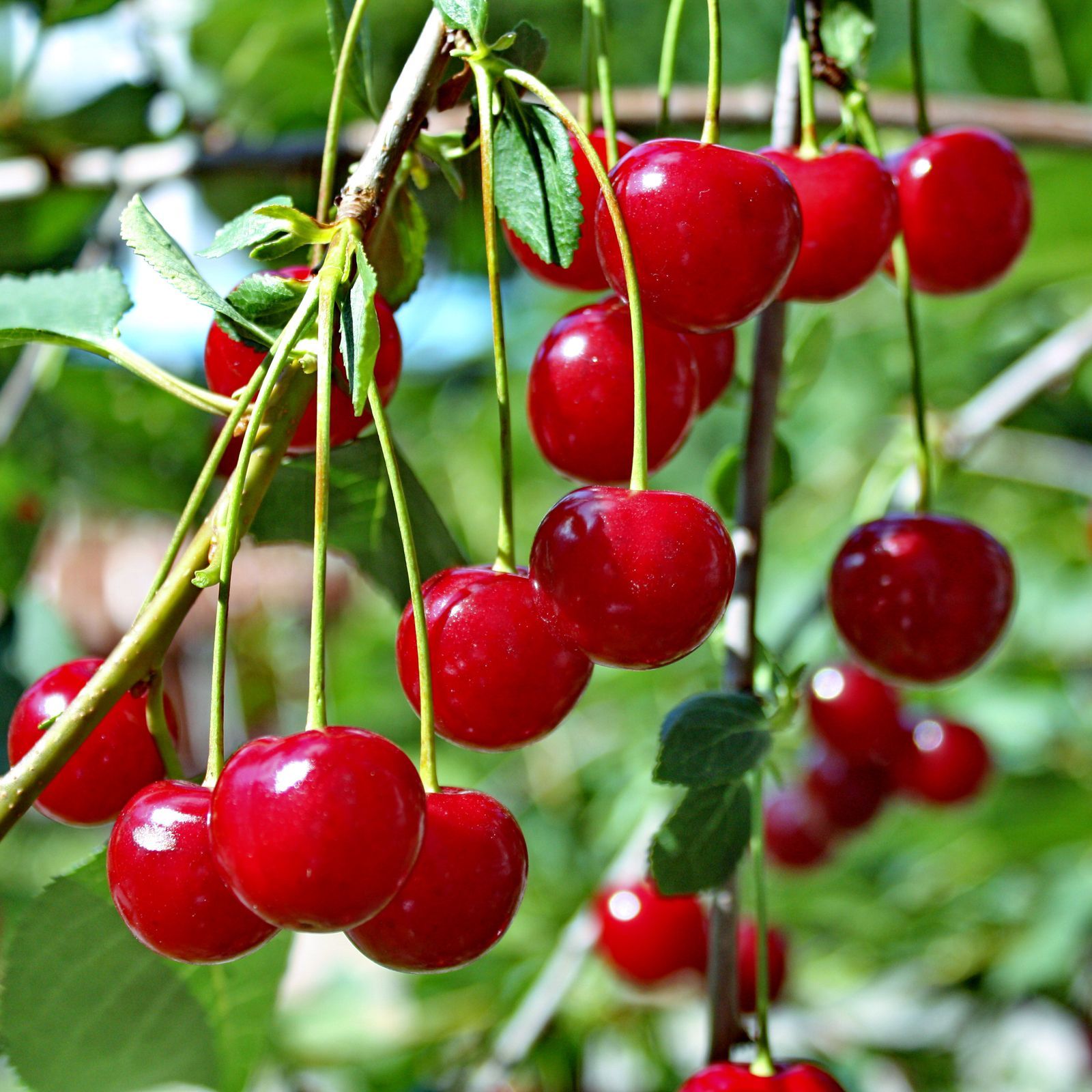 Bunches or ripe red cherries dangling from the greenery of a cherry tree