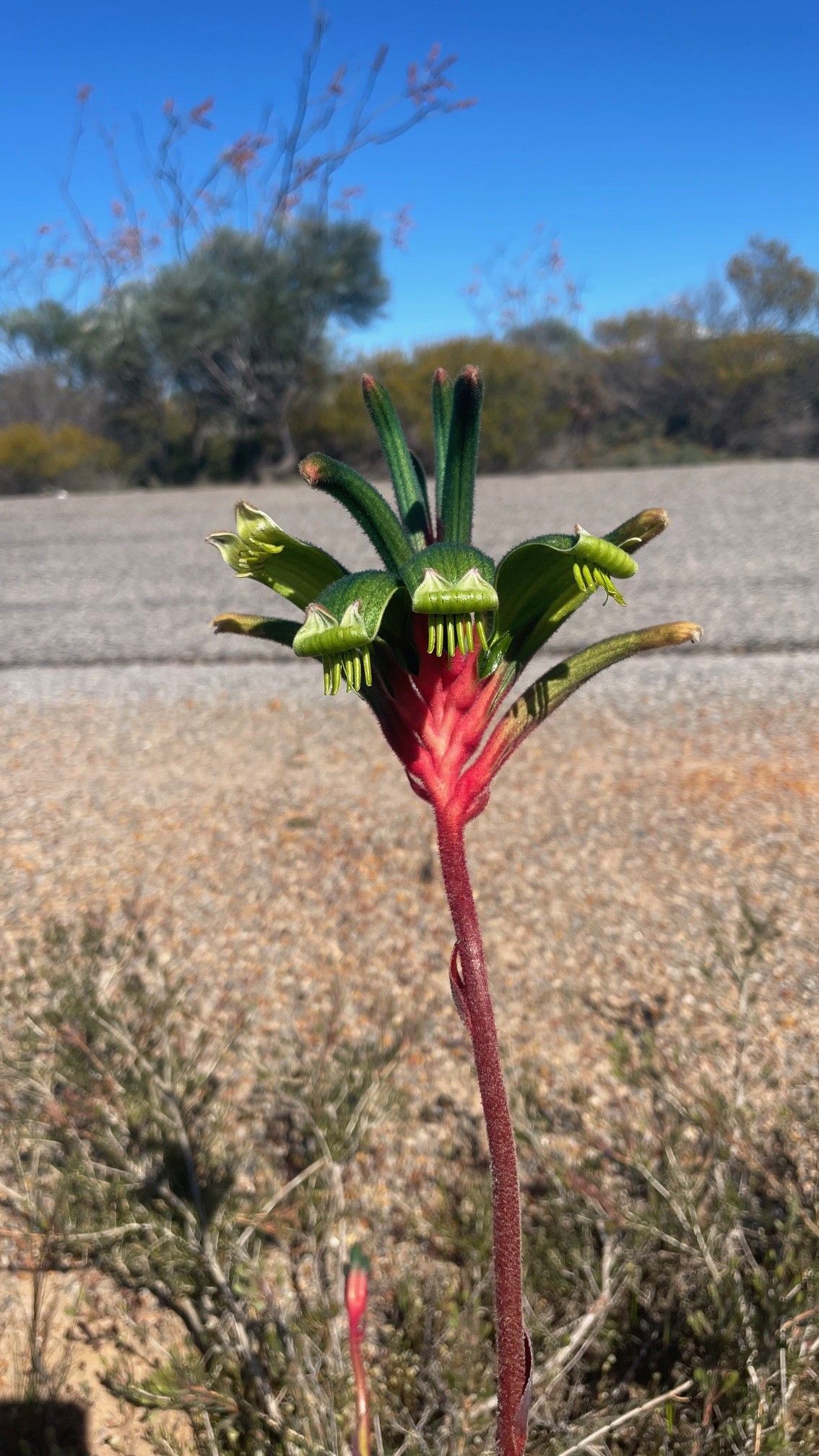 Kangaroo Paw A green flowered, red stemmed Kangaroo Paw on a Kalbarri Wildflowers tour Western Australia