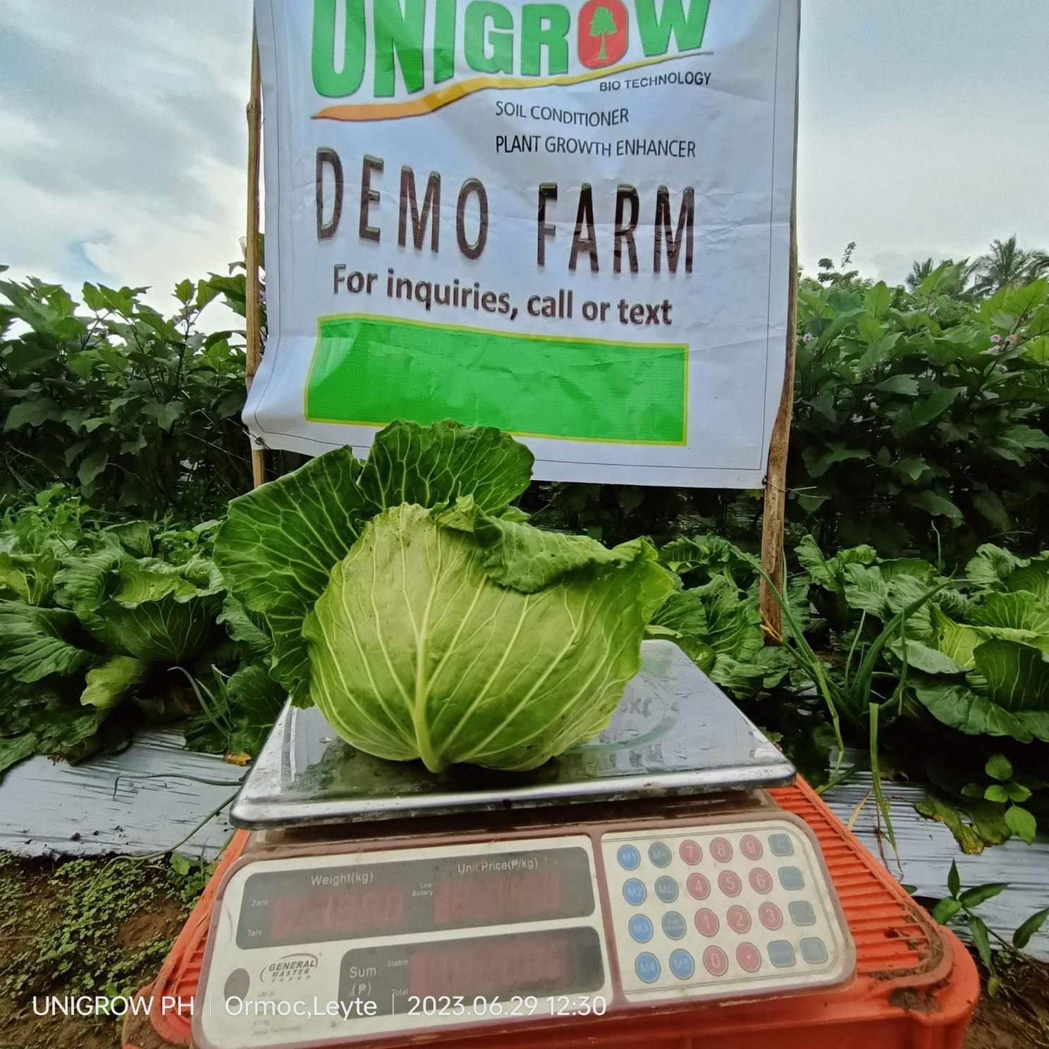 A cabbage is sitting on a scale in front of a sign that says demo farm.