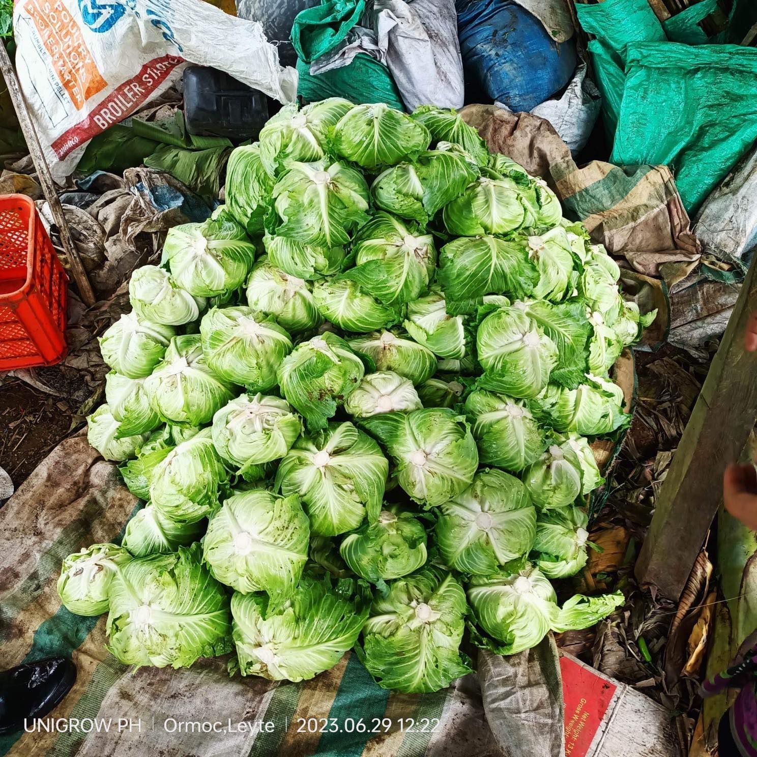 A pile of cabbage is sitting on top of a pile of trash.