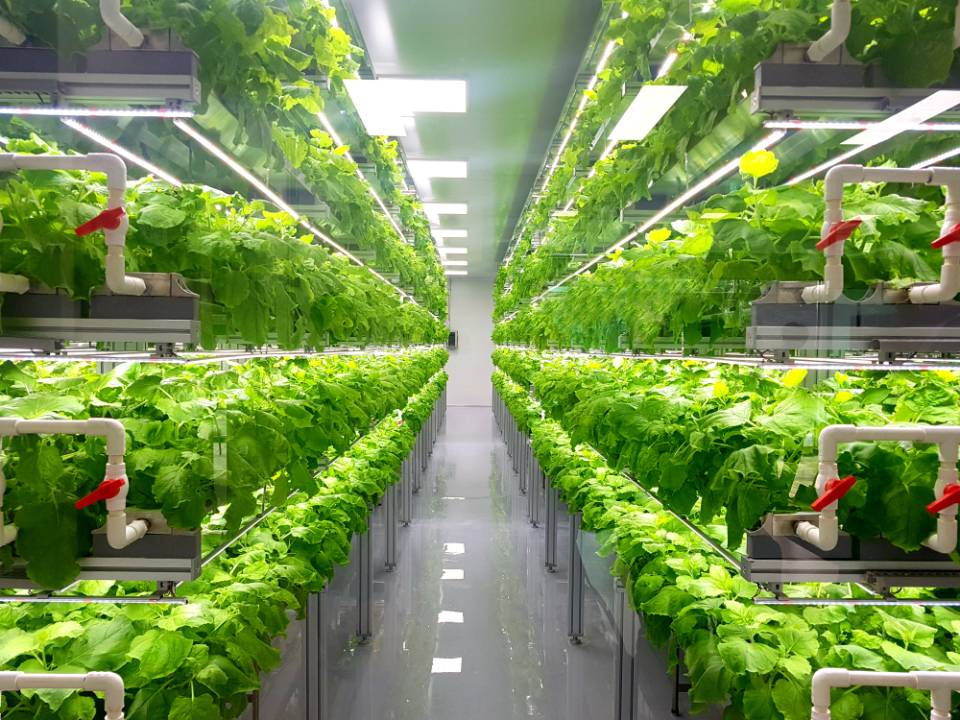 indoor vertical farming arrangement