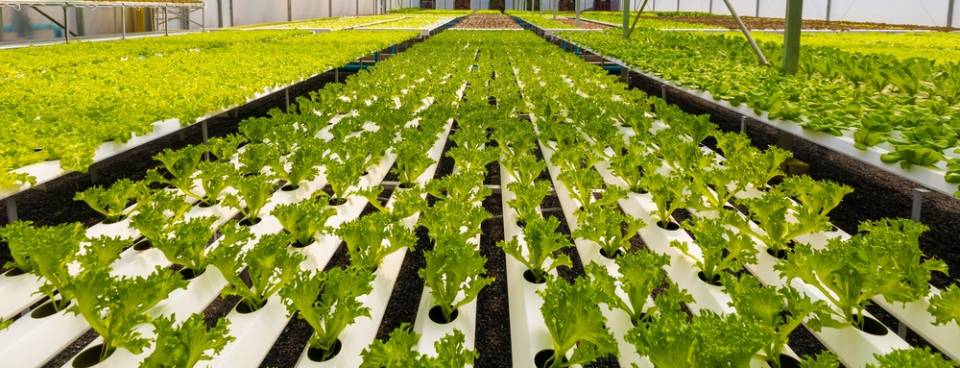 hydroponics method of growing plants