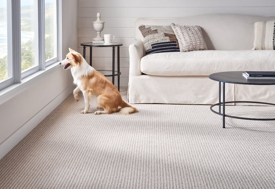 A dog is sitting on the floor in a living room next to a couch.