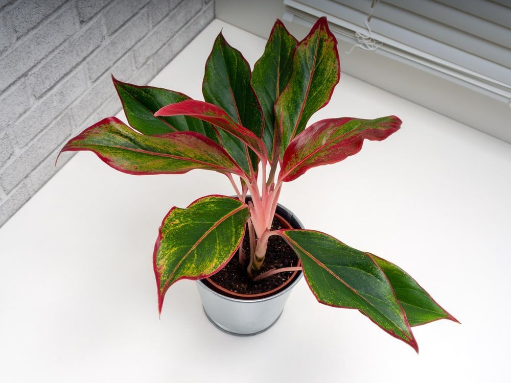 chinese evergreen plant in vienna, VA