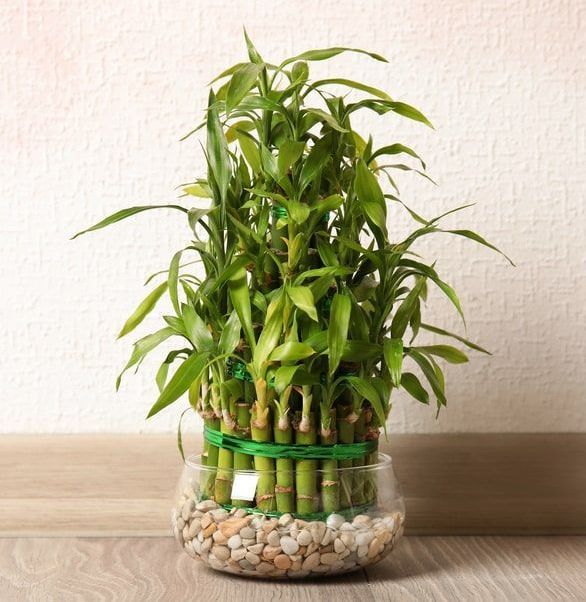 lucky bamboo plant in restroom in home in fairfax, VA