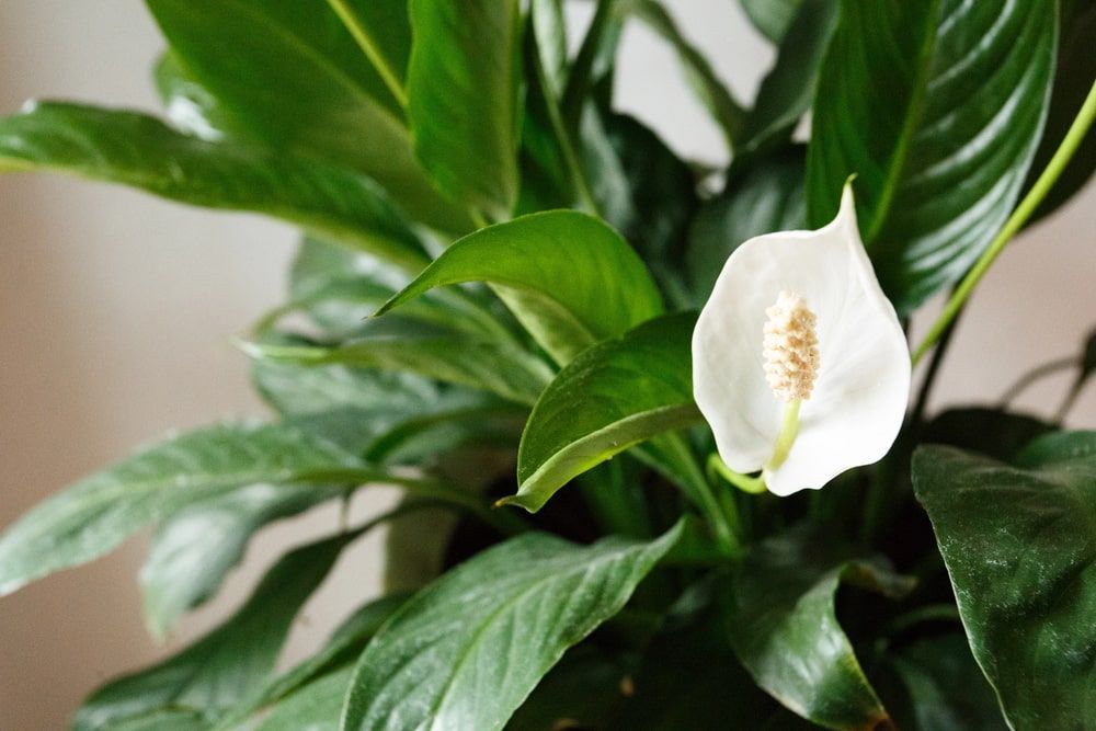 peace lilly in restroom in Vienna, VA