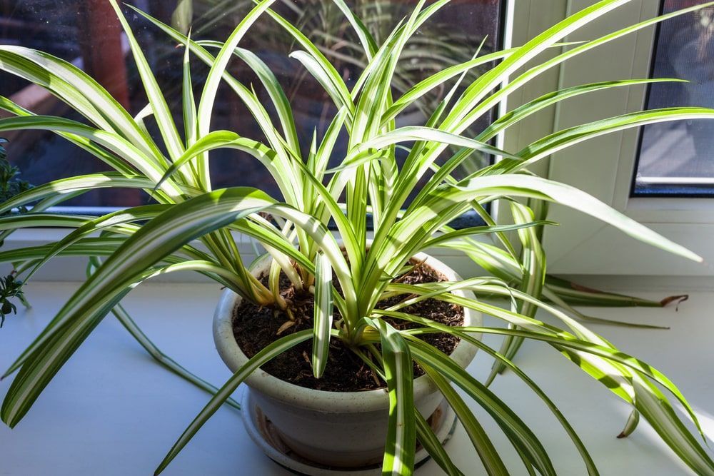 spider plant in restroom in Fairfax, VA