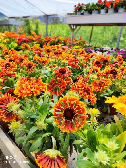 Fiori arancioni e rossi brillanti sbocciano in una serra con file di piante in vaso sullo sfondo.