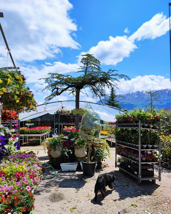 Vivaio di montagna con fiori colorati, piante in vaso e un gatto nero sotto un cielo azzurro brillante.