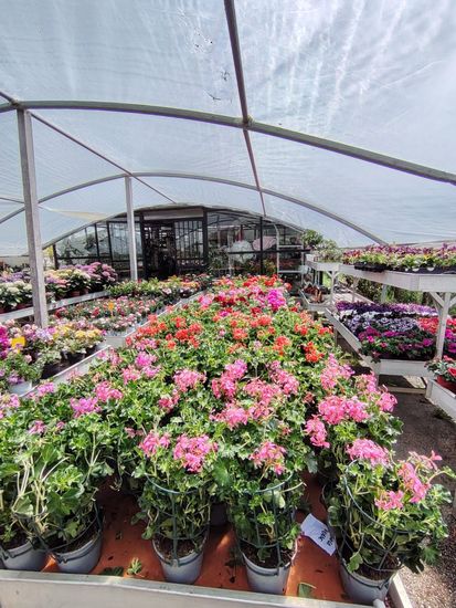 Piante in vaso con fiori rosa disposte in file all'interno di una serra a tunnel.