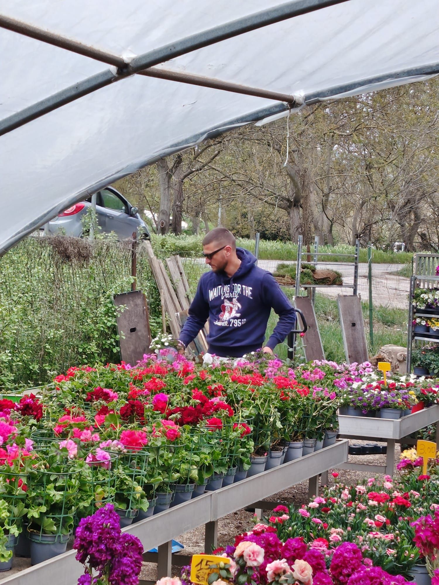 Una persona si prende cura di fiori colorati in una serra sotto una tettoia trasparente.