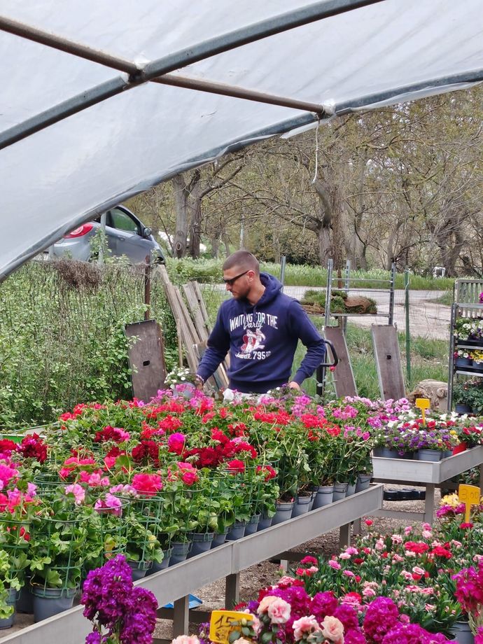 Una persona si prende cura di fiori colorati in una serra sotto una tettoia trasparente.