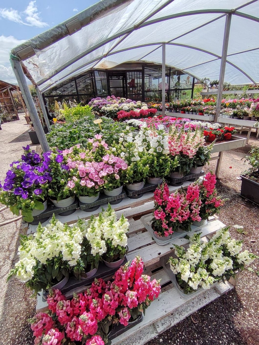 Piante fiorite disposte su bancali a più livelli all'interno di una serra, con fiori rosa, viola e bianchi.