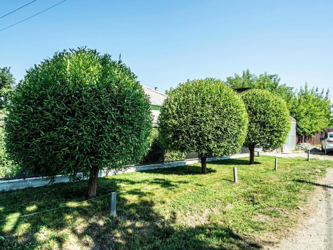 A row of trees in a grassy area with a blue sky in the background.