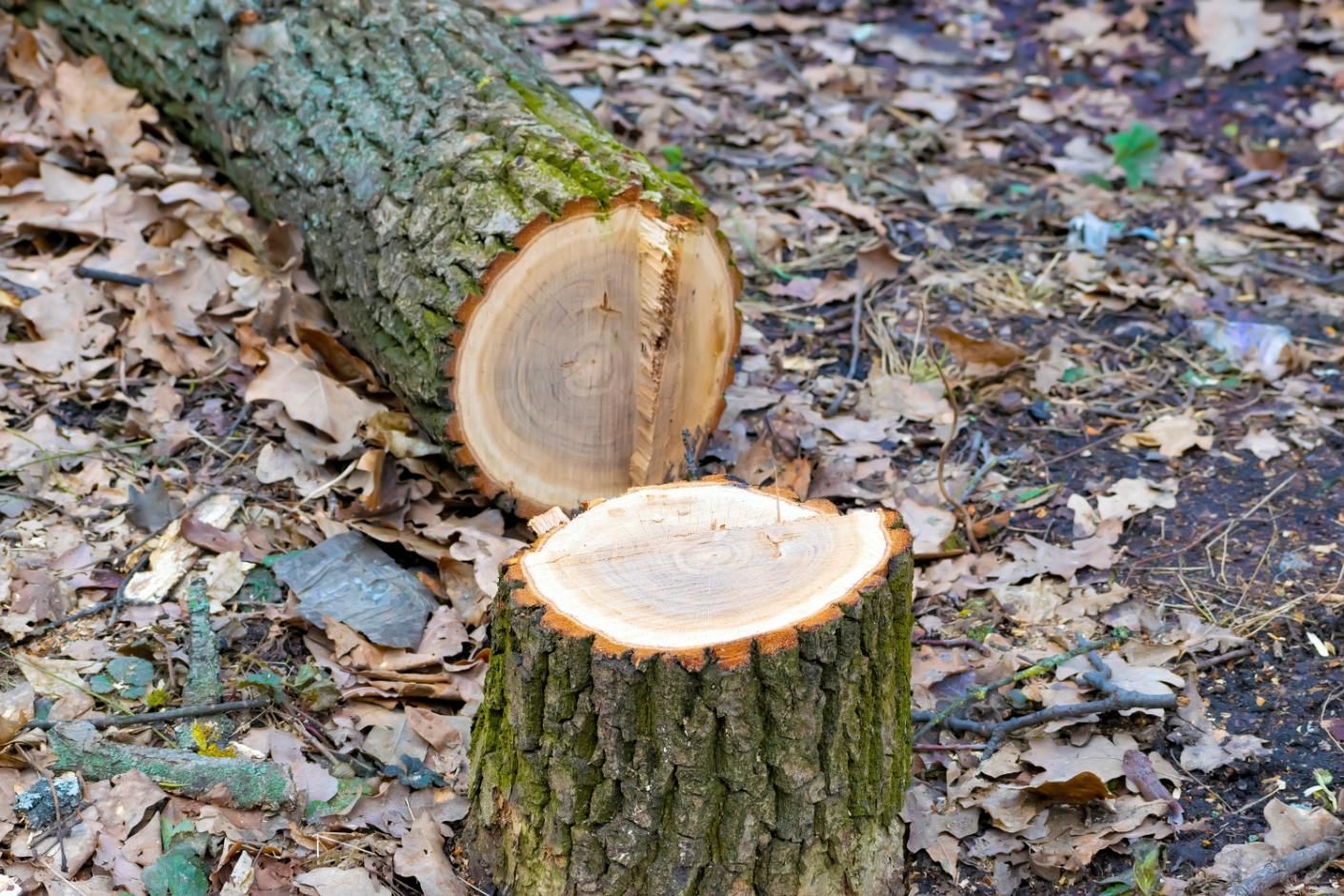 A tree stump has been cut in half and is sitting on the ground.