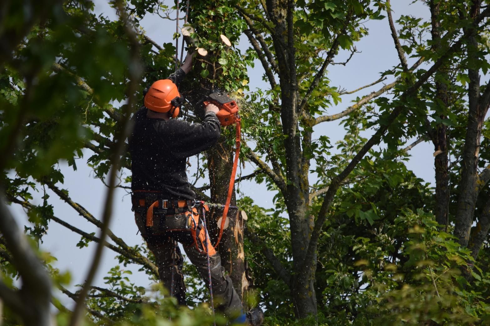 A man is cutting a tree with a chainsaw.