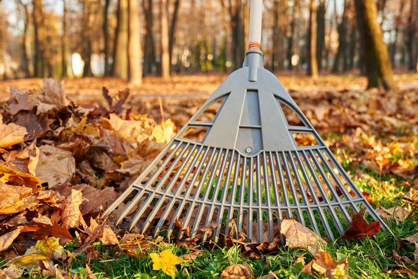 A rake is sitting on top of a pile of leaves in a park.