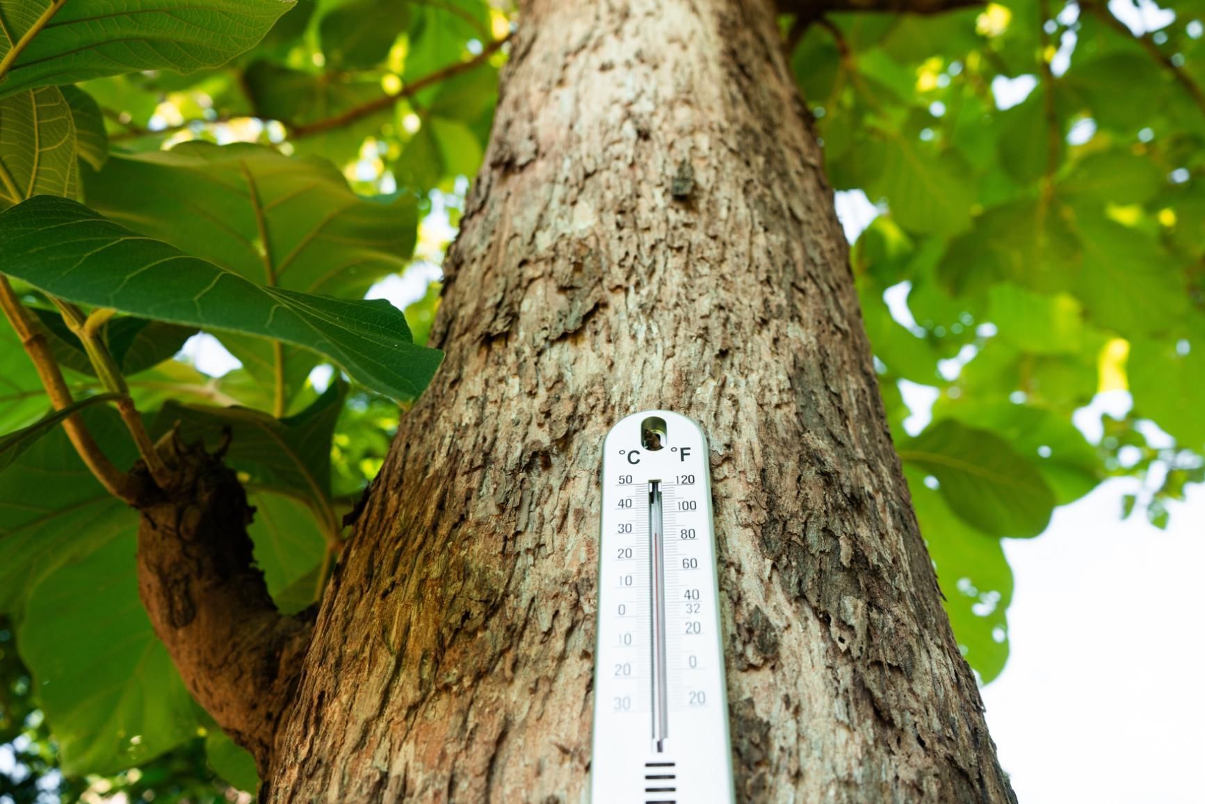 A thermometer is hanging from the side of a tree.