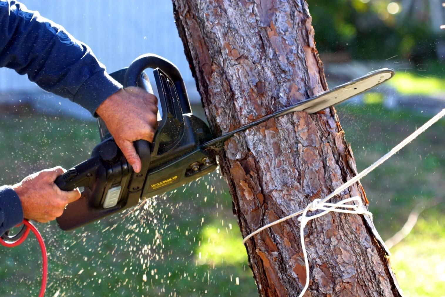 A man is cutting a tree with a chainsaw.