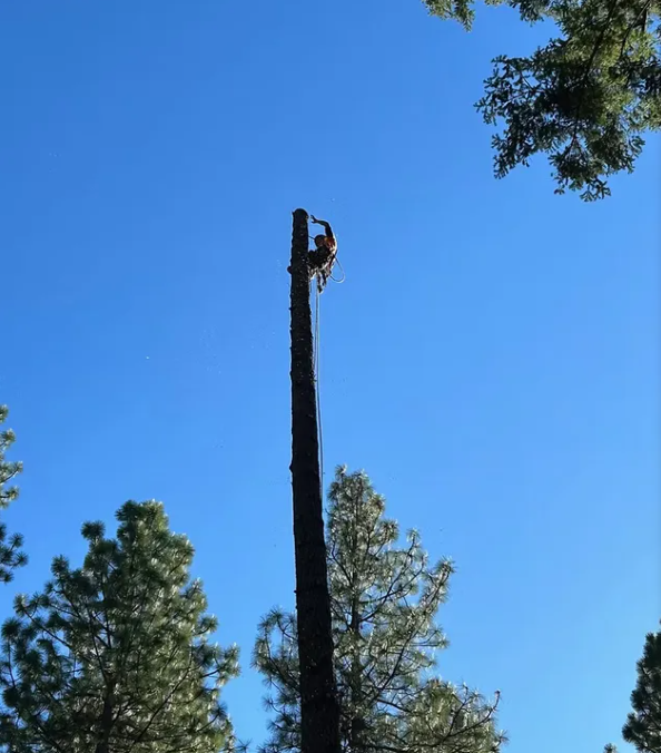Person on a tall tree, cutting branches. Clear blue sky.
