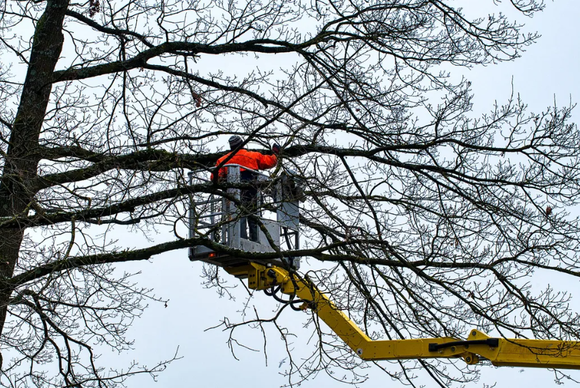 Person in a lift trimming branches of a bare tree, orange jacket, overcast sky.