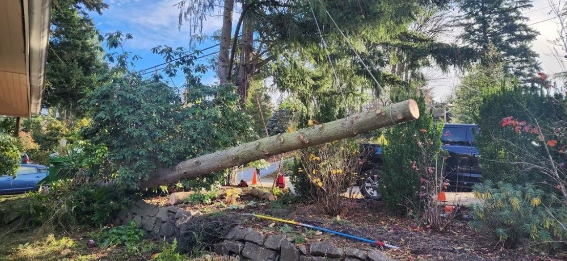 Fallen tree trunk, cut and lying across a yard, blocking access to a parked vehicle.