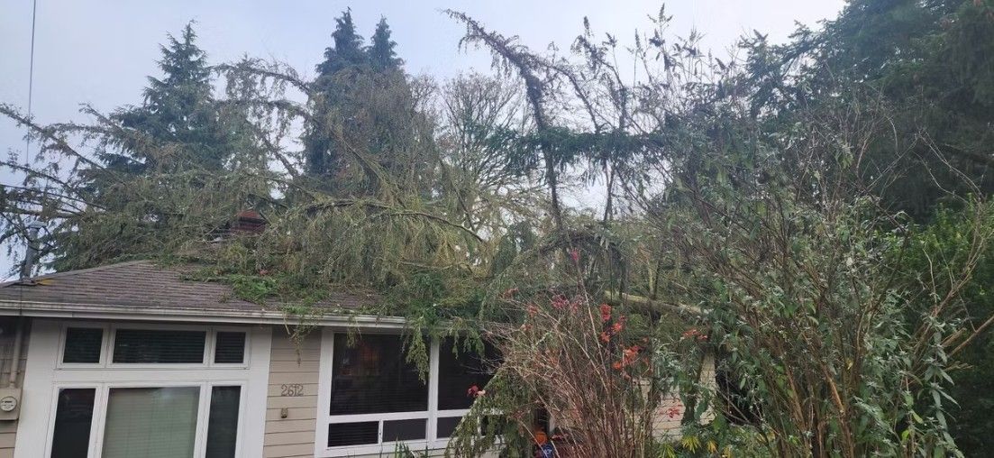 A tree has fallen on the roof of a house. The sky is overcast.