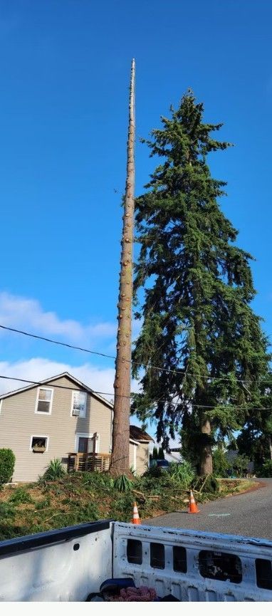 A tall, bare tree trunk stands next to a lush green tree and a house under a clear blue sky.