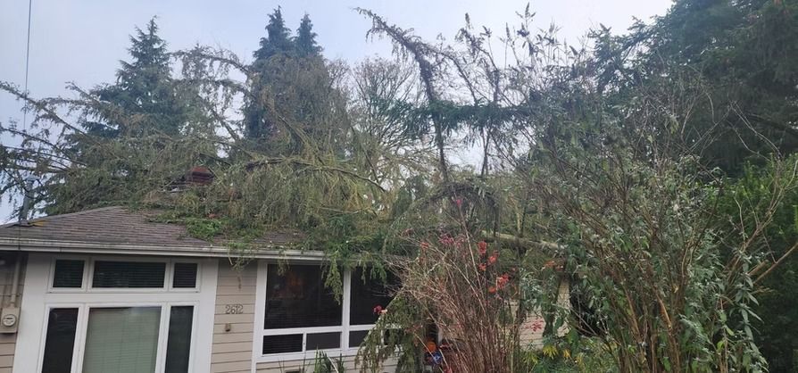Tree branches covering the roof of a house. Overcast sky.