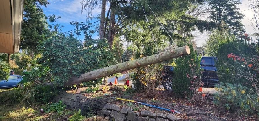 A fallen tree trunk resting on a wall and garden, possibly after a storm.