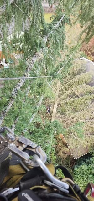 View from a harness of a tree trimming operation with ropes and tools visible.