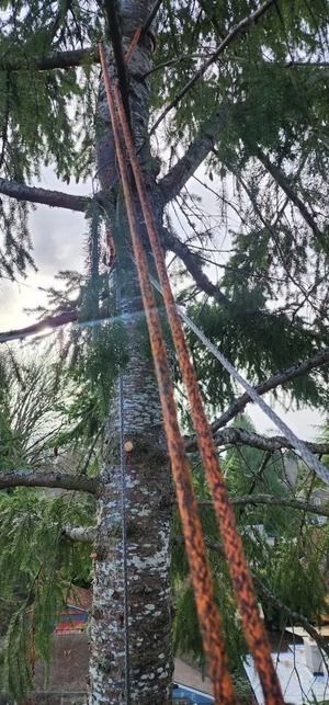 Two long, brown poles extend down a tree trunk with green needles and branches in a cloudy sky.
