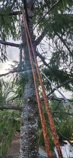 Tree trunk with two reddish ropes running alongside it, with a cloudy sky in the background.