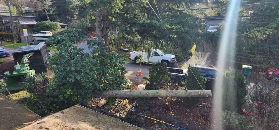 Tree removal operation in progress. White truck, chipper, and felled tree on the ground.