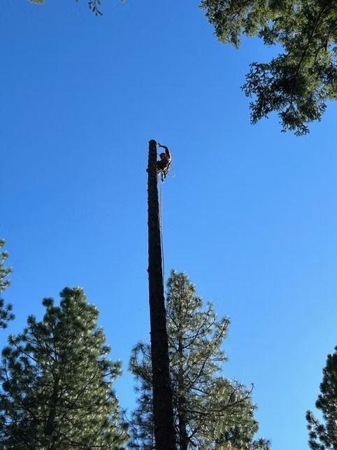 Person high up on a tall tree trunk, trimming branches. Clear blue sky.