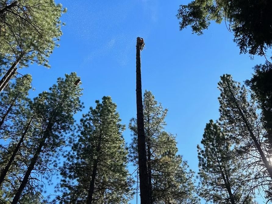 Man atop a tall, bare tree trunk, surrounded by evergreen trees against a blue sky.