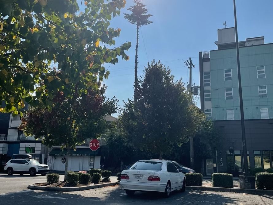 A cell tower camouflaged as a tree stands behind parked cars, trees, and buildings on a sunny day.