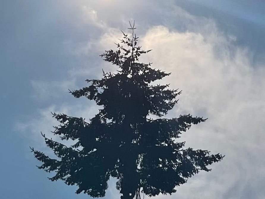 Silhouette of a fir tree against a bright sky, with the sun partially obscured by clouds.