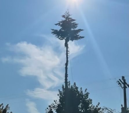 A tall, artificial cell tower disguised as a tree against a blue sky with the sun shining.