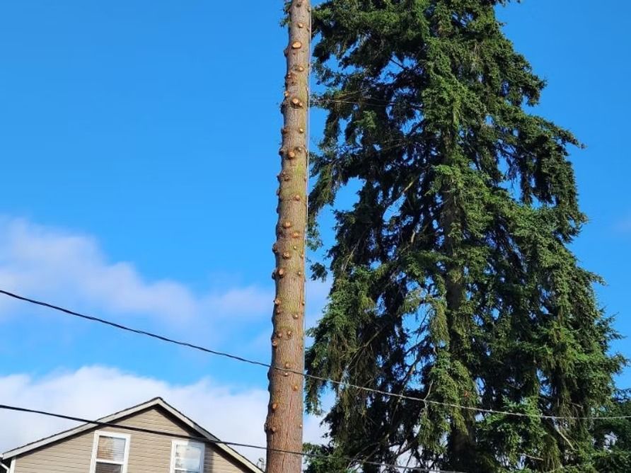 Tall tree trunk with branches removed, next to a large evergreen tree and a house, against a blue sky.
