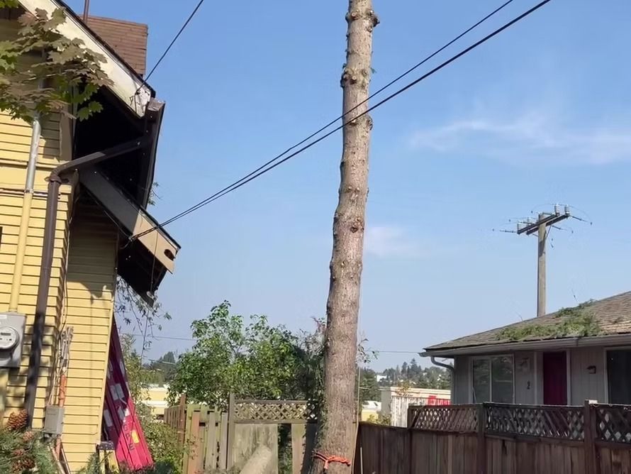 A tall tree trunk stands next to a yellow house and power lines under a blue sky.