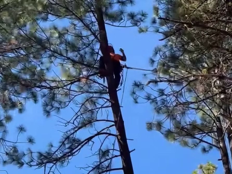Person in an orange shirt is climbing a tall tree with safety gear against a bright blue sky.