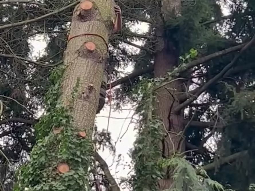 Partially cut tree trunk with ivy and evergreen branches against overcast sky.