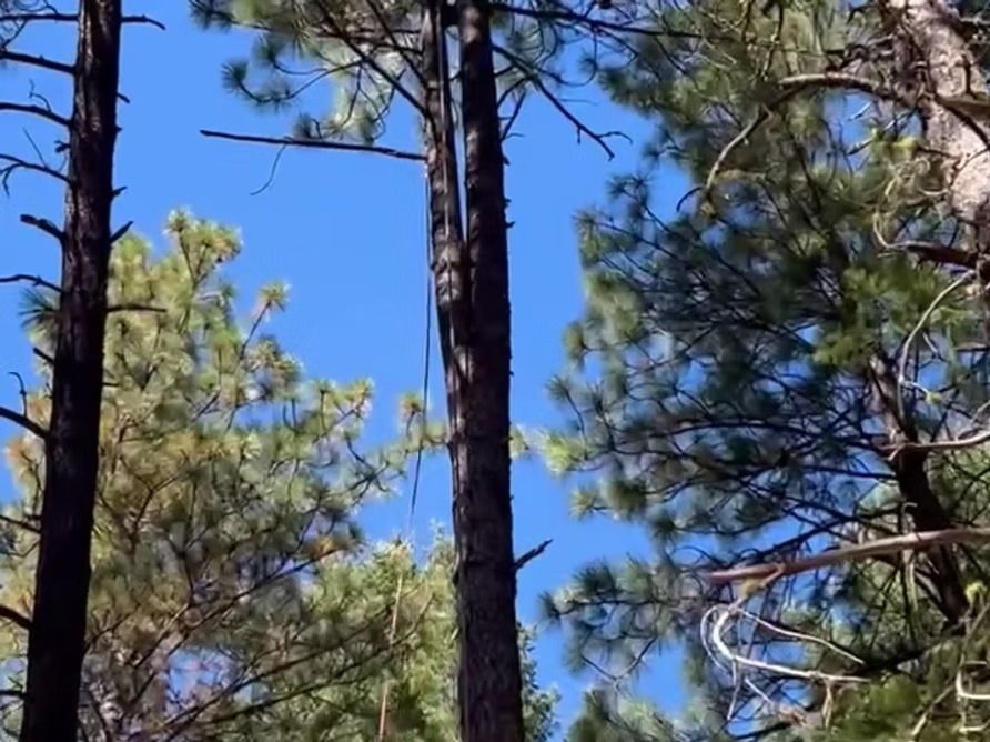 Tall pine trees reach toward a blue sky. Sunlight filters through the green needles.