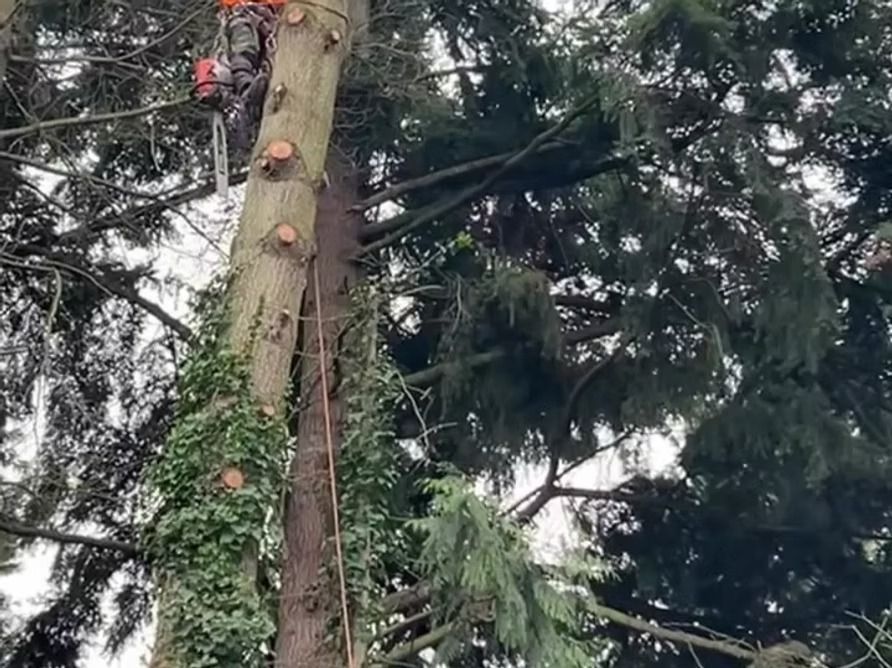 Person using a chainsaw to trim a tall tree, surrounded by branches and ivy.