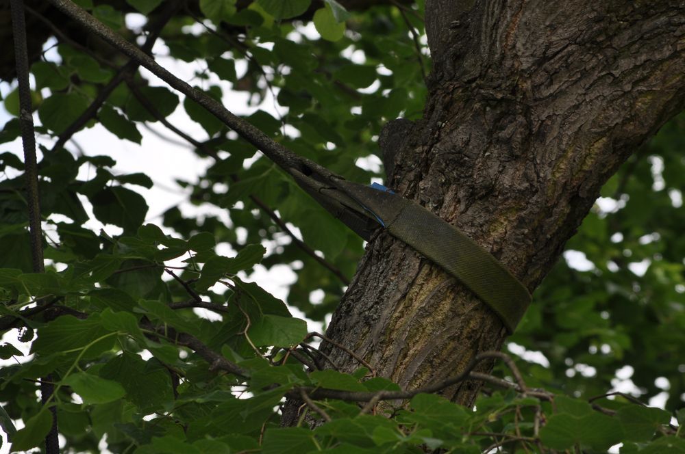 A green strap wrapped around a tree trunk, supporting a branch, surrounded by green leaves.