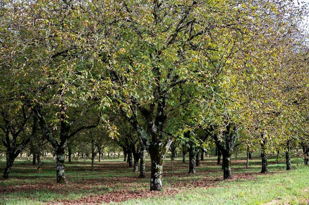 Orchard of trees with green and yellow leaves; brown ground.