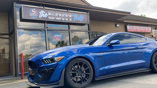 A Blue Tinted mustang in front of the goat tints - Enfield, CT - The Goat Tints