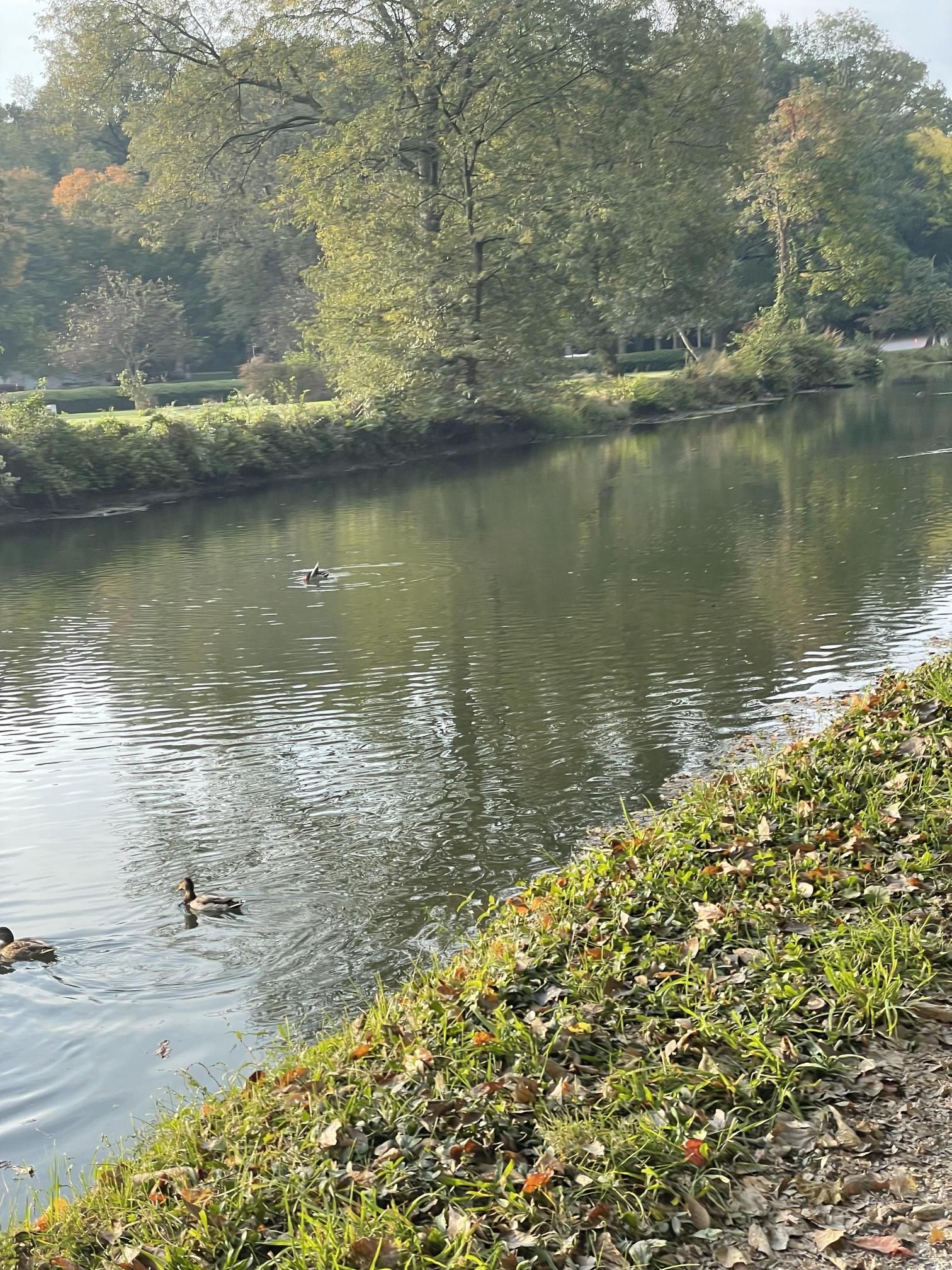 A couple of ducks are swimming in a lake in a park.