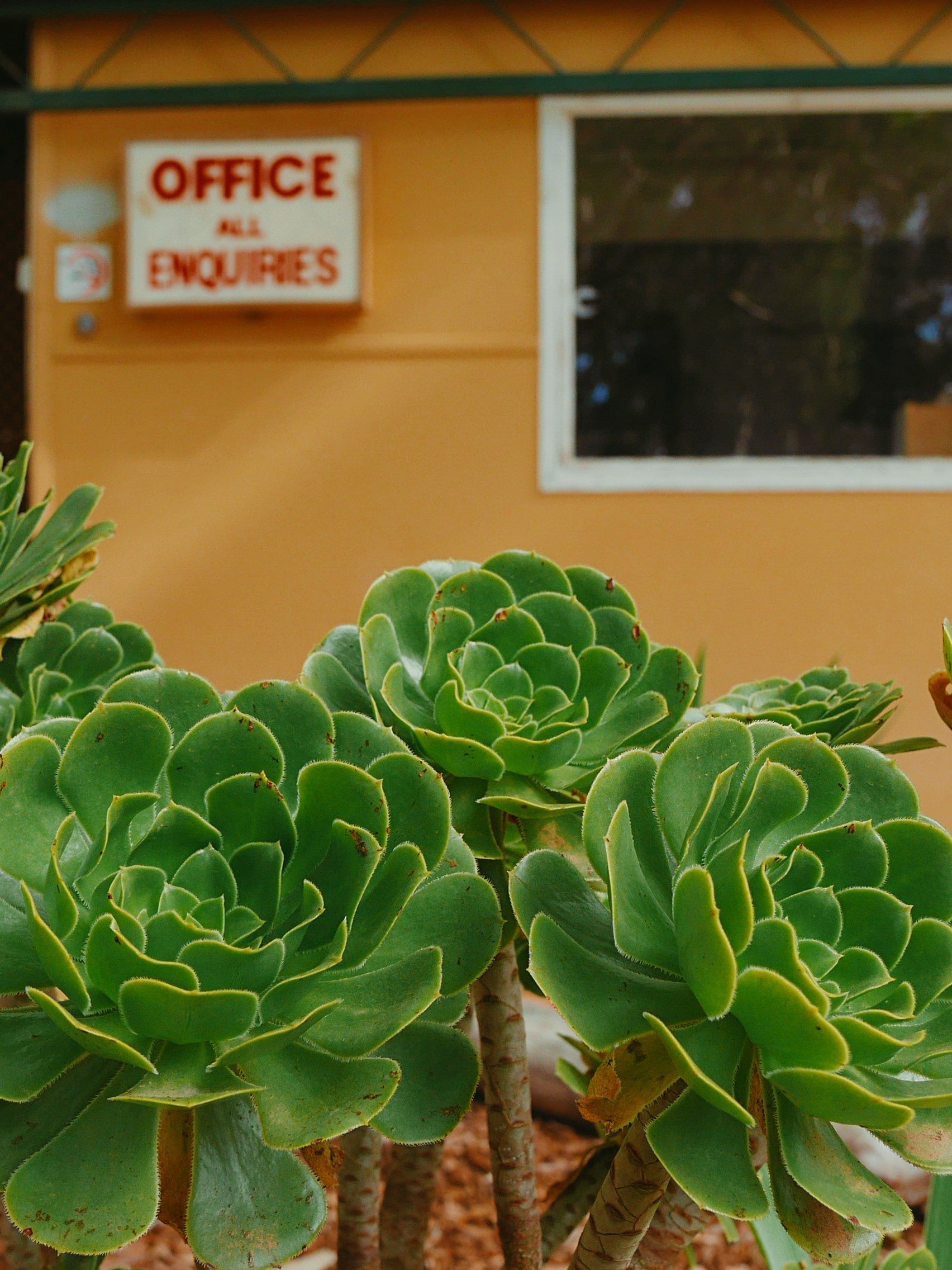 office front with plants